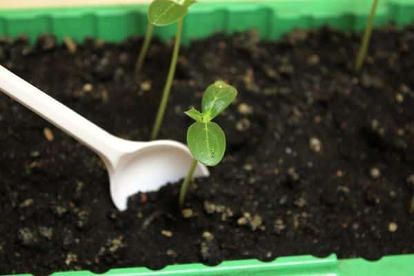 watering cucumbers