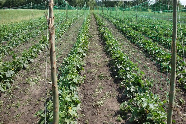 agurkų ūkis