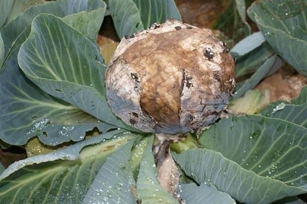  болесни купус
