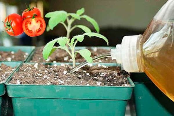 alimentar corretamente