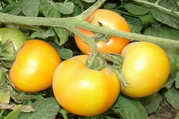 karamel gul