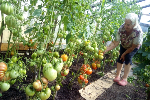 einheitliche Ernährung