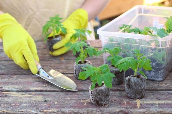 transplanterade plantor