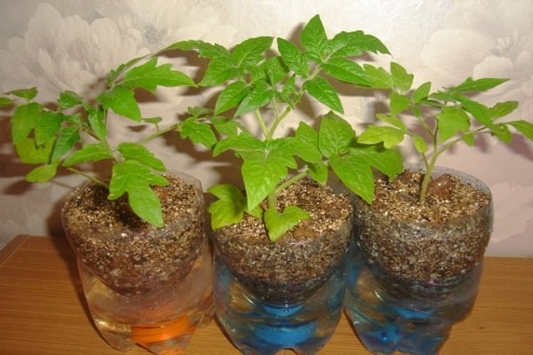 bottled hydroponics