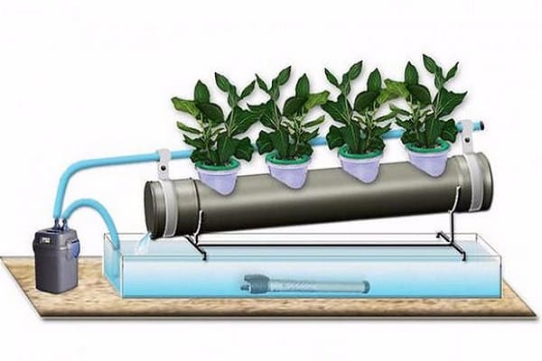 watering scheme