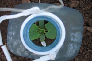 How to plant and grow cucumbers in 5 liter bottles