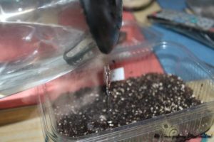 Regeln für die Verarbeitung und Aussaat von Tomaten in kochendem Wasser