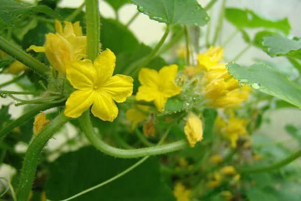بذور ذات نوعية رديئة