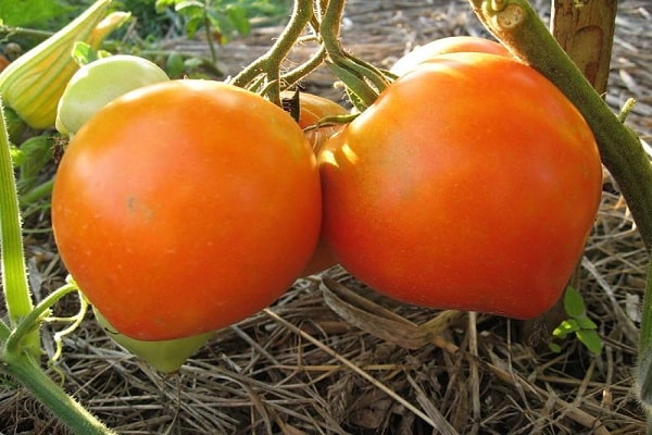 עגבניות בינוניות מוקדמות