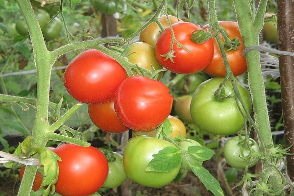 שתילי פירות