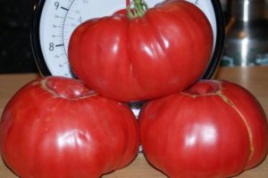 خصائص ووصف مجموعة الطماطم Sugar pudovichok