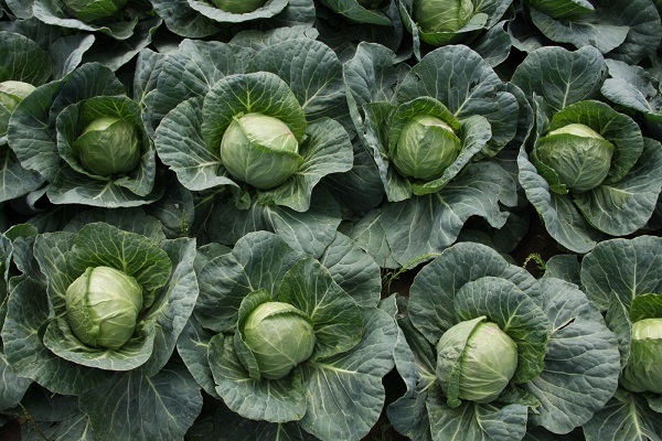 knusprig und süß