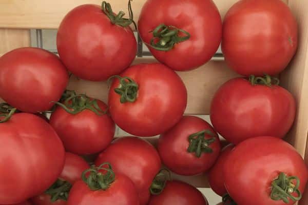 tomato sultan