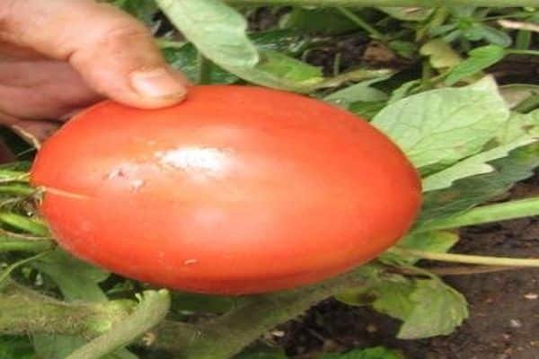 чанта от сортове домати