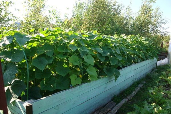 отглеждане на легла