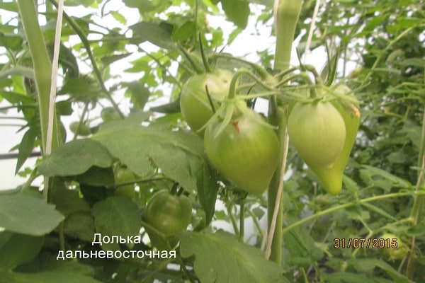 Далечен източен резен