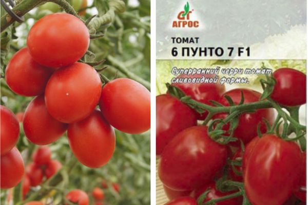 Домати семена