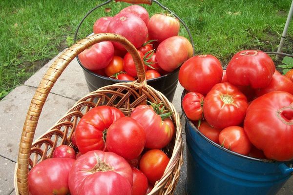 Tomato harvest