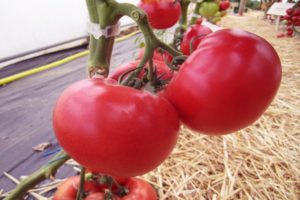 Beschreibung der Afen-Tomatensorte, ihres Anbaus und ihrer Pflege