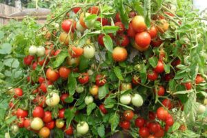 Beskrivelse af tomatsorten Alenka og dens egenskaber