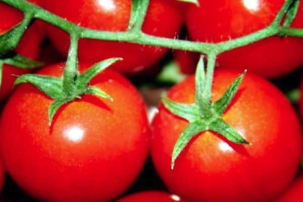 Ώριμες ντομάτες