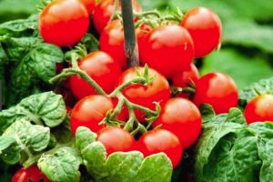 Beschreibung der Tomatensorte Marienkäfer und ihrer Eigenschaften