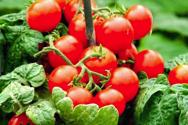 Early ripening tomatoes