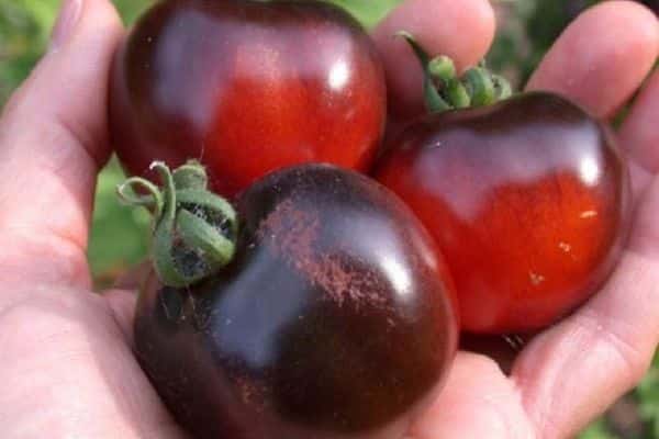 Tomates mûres