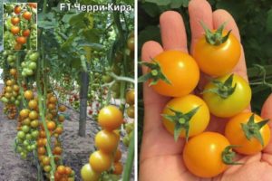 Description de la variété de tomates cerises Kira et de leurs caractéristiques
