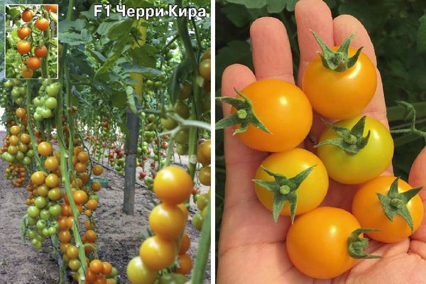 Kleine Tomaten