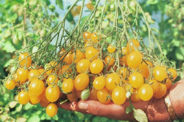 Gelbe Tomaten