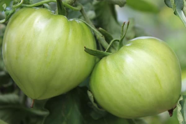 Hybridbeeren