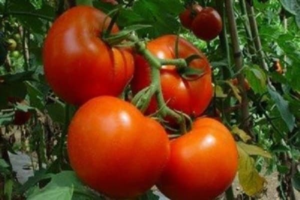 вертикално увяхване