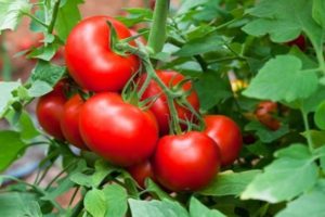 Mô tả giống cà chua Kết thúc và đặc điểm