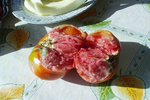 рибан парадајз