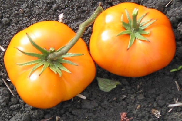 graphique de tomate