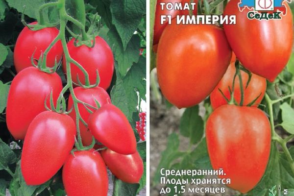Воће рајчице