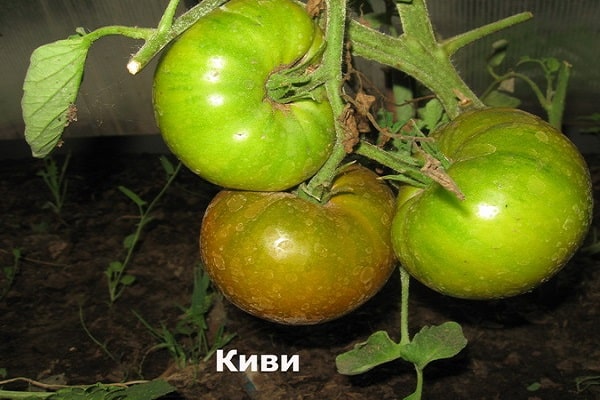 tomatkiwi