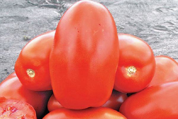 Reife Tomate