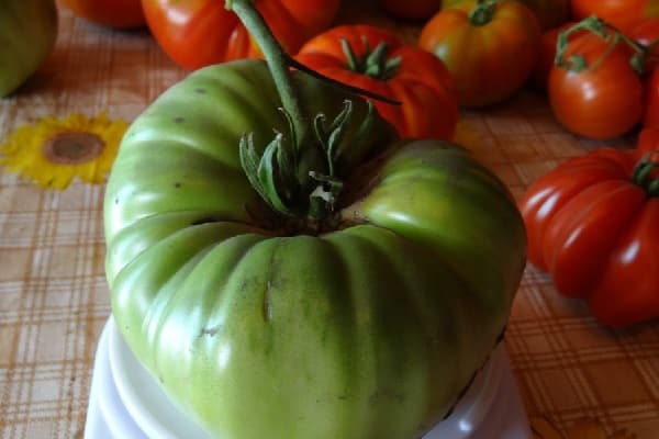 vencedor do tomate