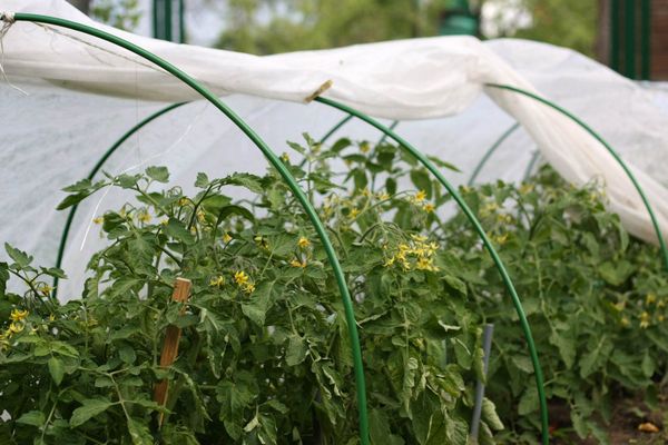 Tomates dans une serre