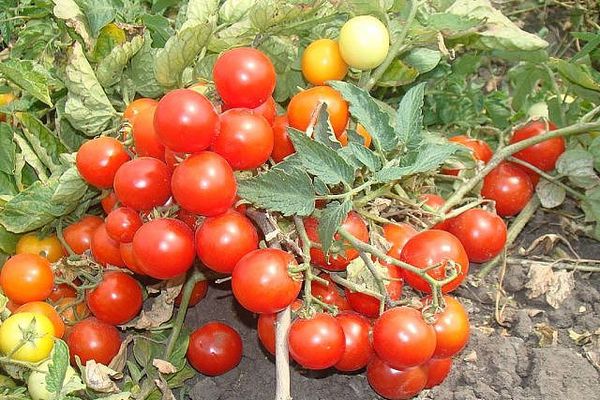 Tomatoes moment