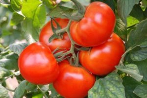 Beschreibung der Tomatensorte Moment und ihre Eigenschaften