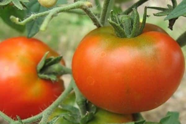 Fruto de tomate