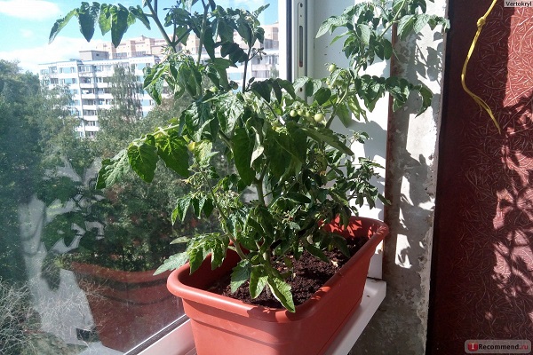 собна биљка