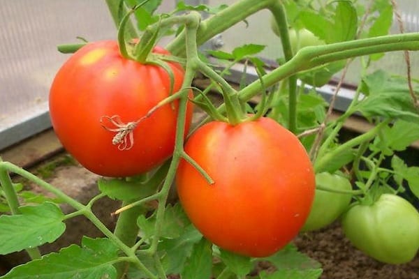 tomato donut