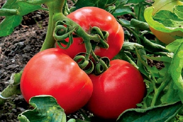 tomato nematode