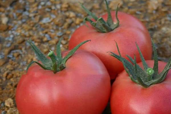 tomato roseanne