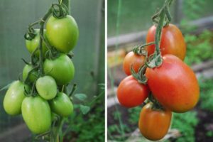 Descrição da variedade de tomate Império Russo e suas características