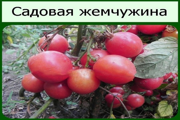 krzew urośnie